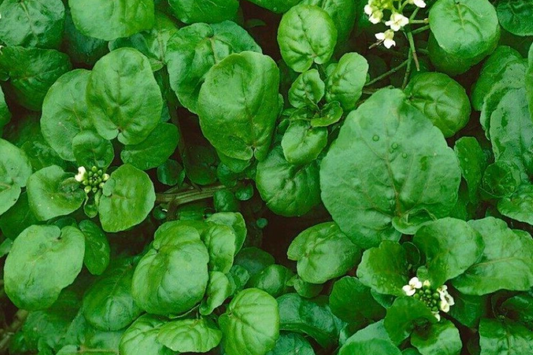4000 Upland Cress Seeds - Early Cress, Creasy Greens, Heirloom, Non-GMO | USA Seller, Fast-Growing Leafy Green