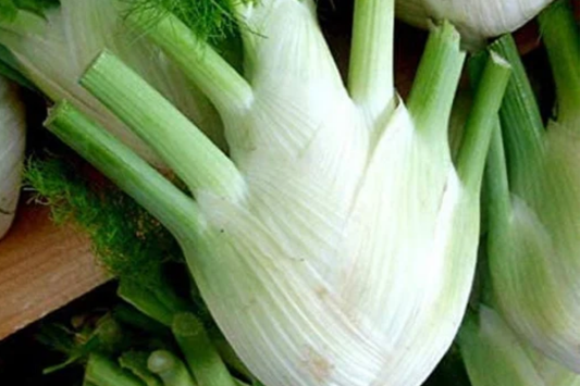 400 Florence Fennel Seeds - Non-GMO, Heirloom Herb & Vegetable | USA Seller,
