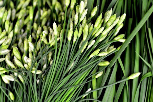 400 Garlic Chives Seeds - Non-GMO, Perennial Herb, Culinary & Ornamental | USA Seller,
