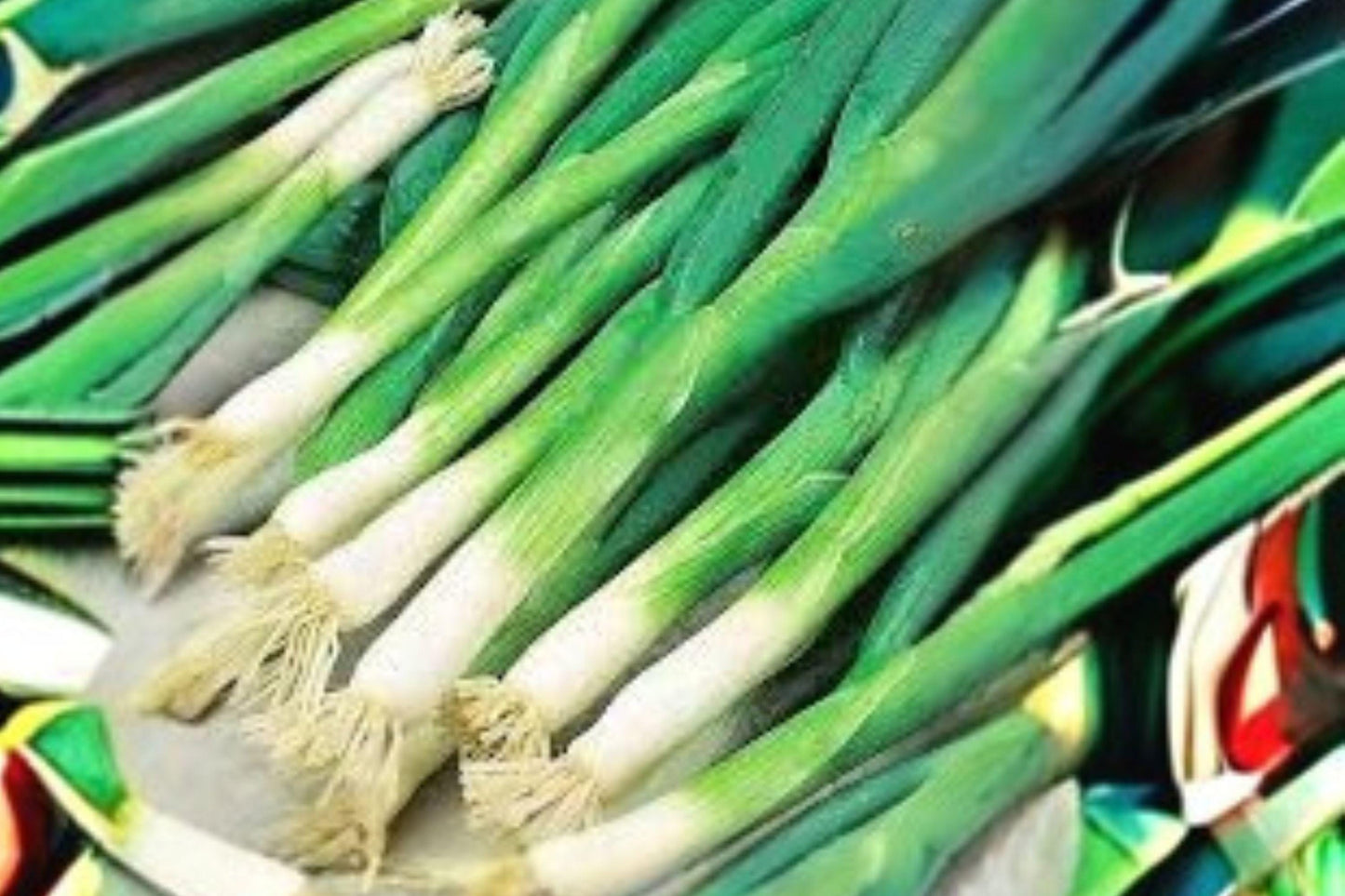 250 mg Seeds for Planting Onion Evergreen Bunching – Non-Bulbing Green Onion, Heirloom Vegetable