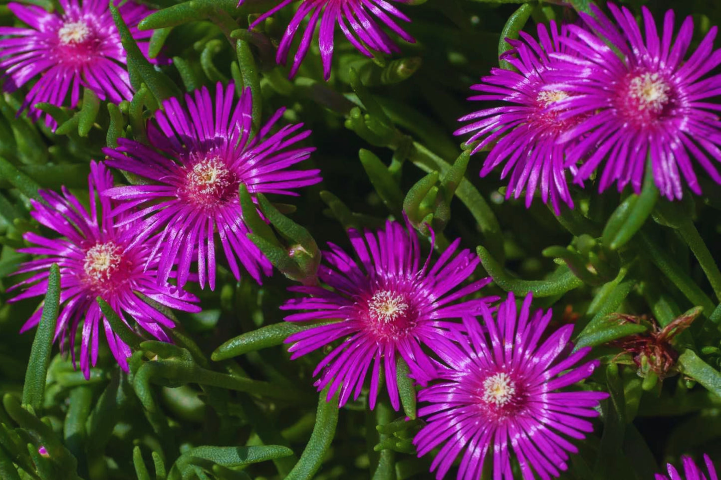 Ice Plant Ground Cover Seeds - Color Mix | Fresh Garden Seeds | Delosperma spp.