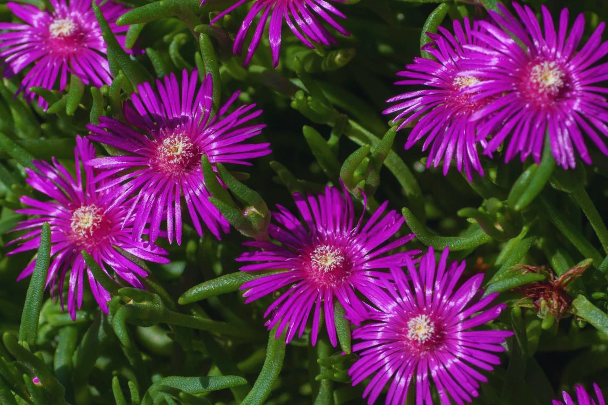 Ice Plant Ground Cover Seeds - Color Mix | Fresh Garden Seeds | Delosperma spp.