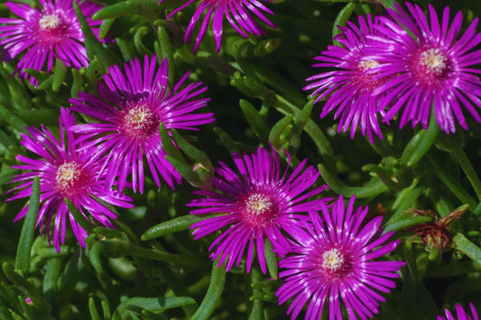 Ice Plant Ground Cover Seeds - Color Mix | Fresh Garden Seeds | Delosperma spp.