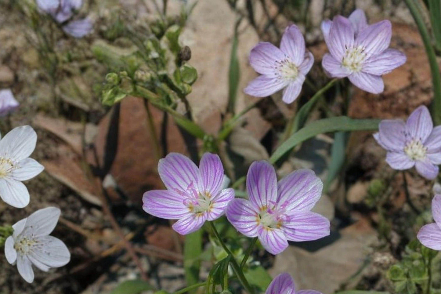 10 Spring Beauty Seeds – Claytonia virginica – Native Woodland Wildflower