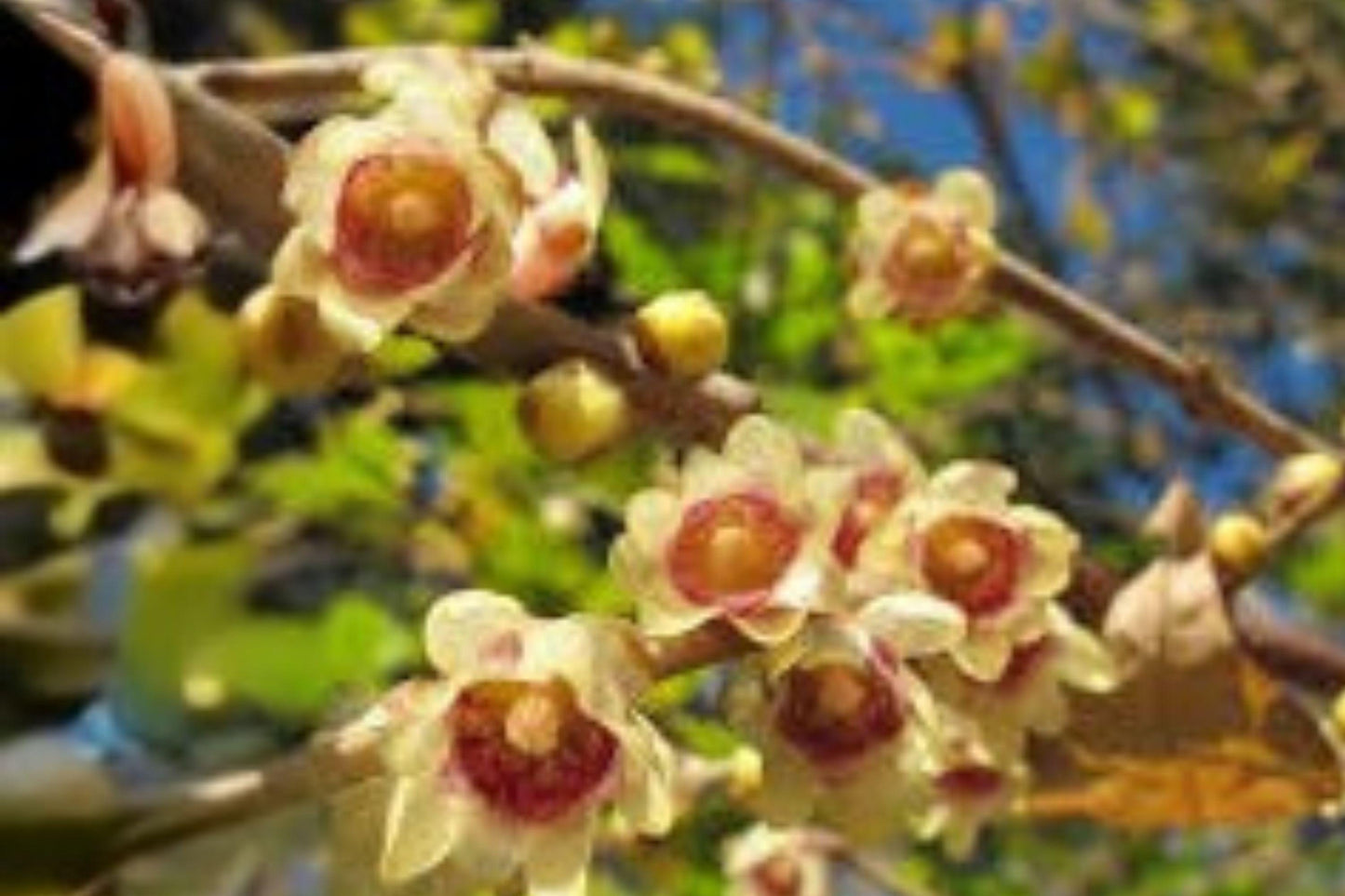 10 Seeds Chimonanthus praecox | Wintersweet Tree | Fragrant Winter Blooming Shrub | Ornamental Garden Seeds