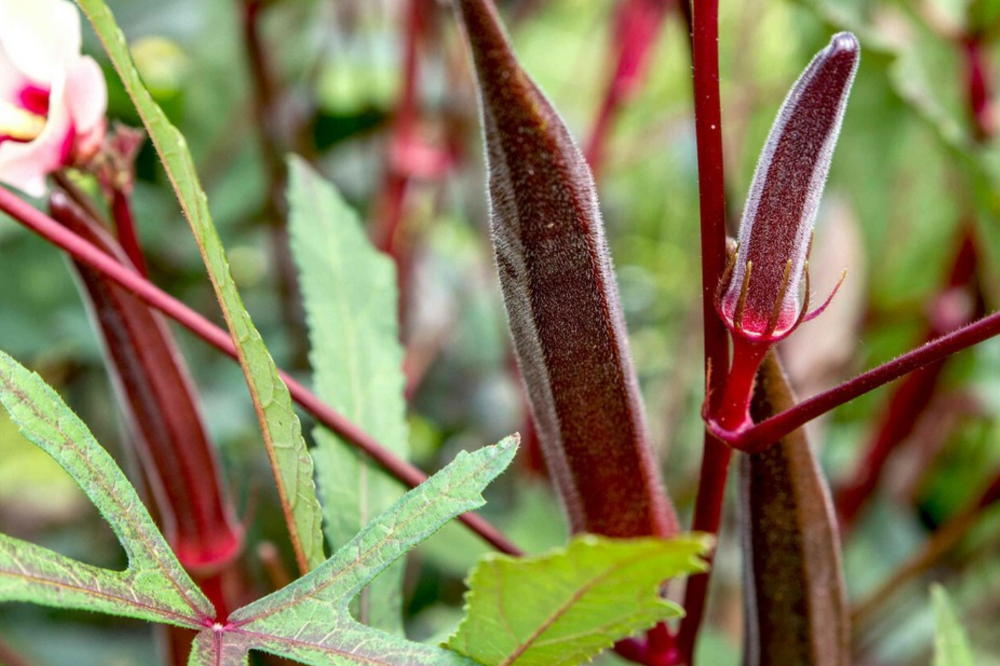 100 Red Burgundy Okra Seeds - Non-GMO Heirloom, Stunning Red Pods | USA Seller,