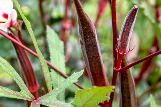 100 Red Burgundy Okra Seeds - Non-GMO Heirloom, Stunning Red Pods | USA Seller,