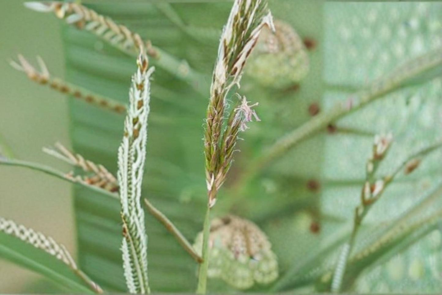 300 Sweet Vernal Grass Seeds: Fragrant Meadow Perennial