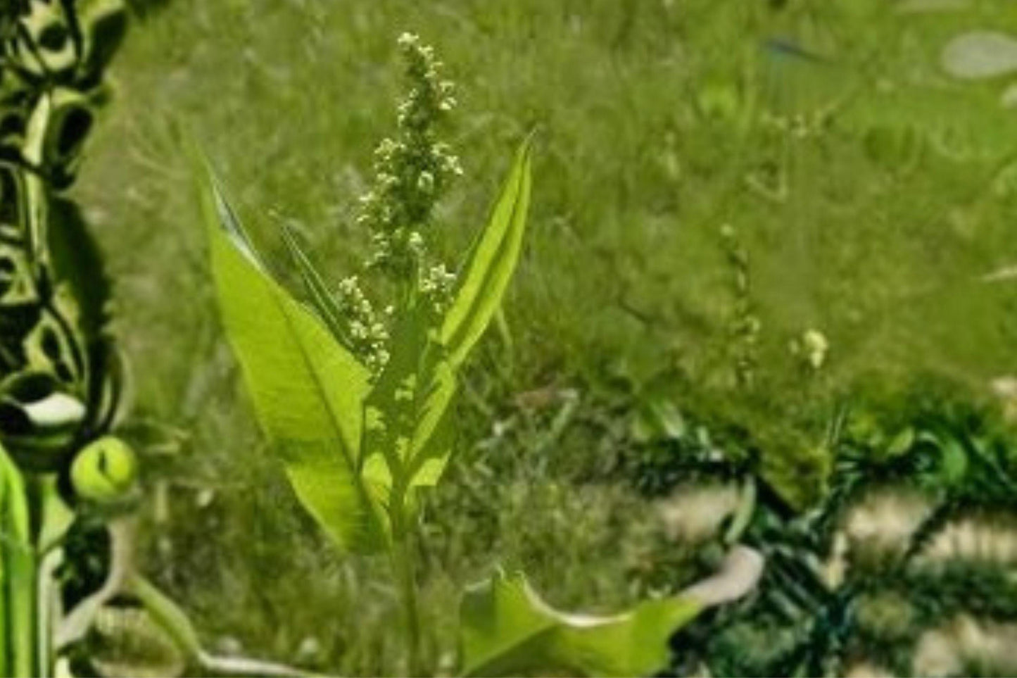 100 Seeds Rumex altissimus — Pale Dock, Moist-Soil Native Plant for Wet Meadows & Stream Banks