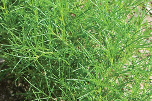 200 Saltwort Herb Seeds - Non-GMO, Traditional Japanese Culinary Herb, USA Seller,