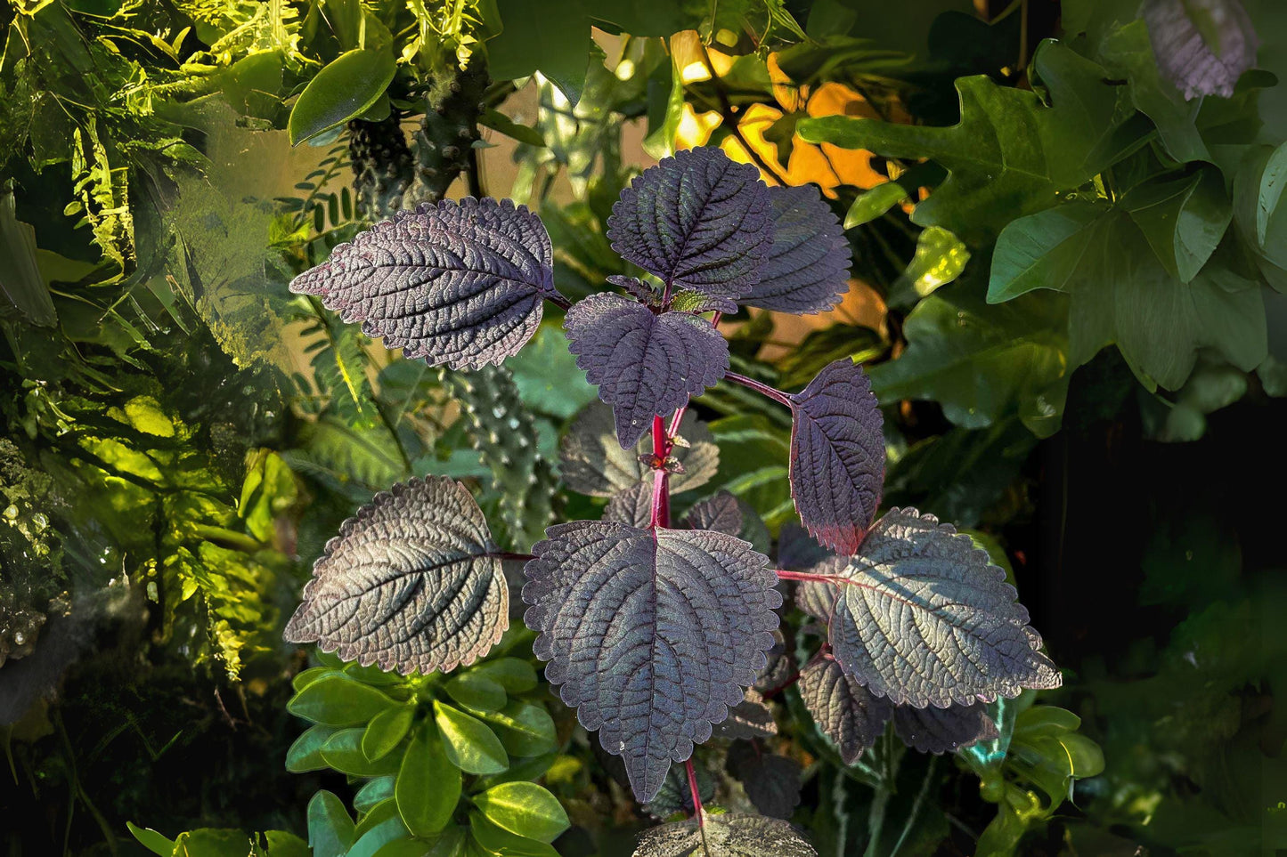 400 Korean Perilla Shiso Herb Seeds: Green Leaf Culinary Herb