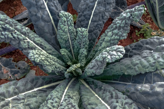 1,000 Lacinato Kale Seeds - Non-GMO Heirloom, Dinosaur Kale, Cold Hardy,