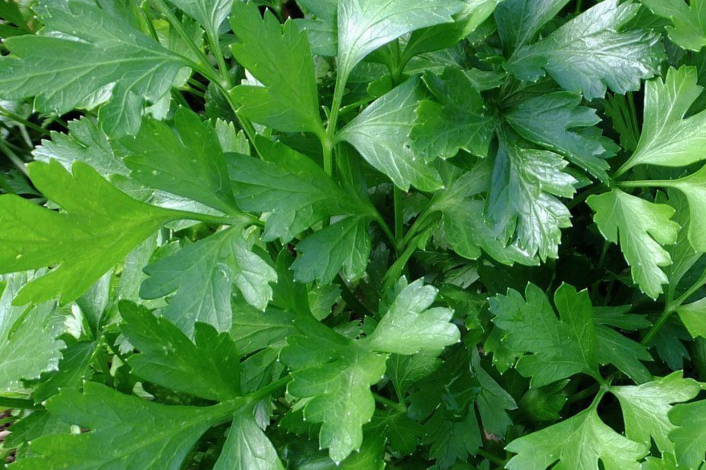 2,000 Italian Giant Parsley Seeds - Non-GMO Heirloom, Culinary Herb,
