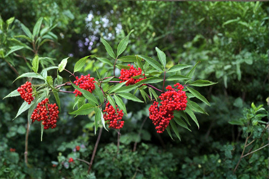 30 Red Elderberry Seeds – Sambucus racemosa – Hardy Wildlife Berry Shrub