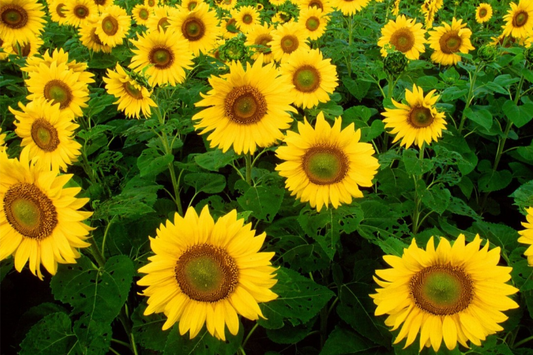 50 Skyscraper Sunflower Seeds - Heirloom, Non-GMO, Giant Blooms, USA Seller