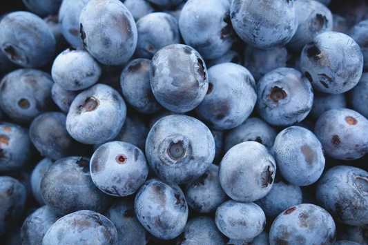 200 Highbush Blueberry Seeds - Disease-Resistant, Self-Fertile,