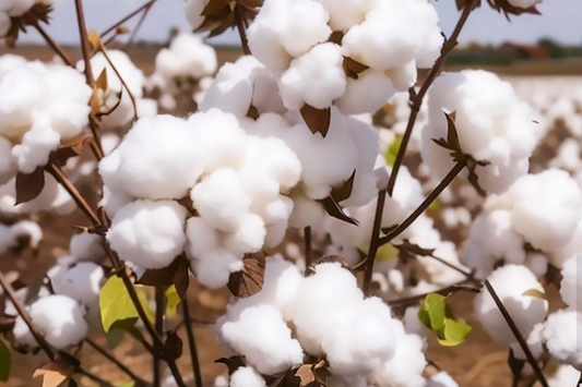 38 White Cotton Seeds - Gossypium - Non-GMO USA Seller, Best Price, Spring/Fall Bloom