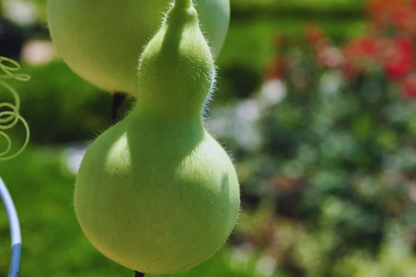 Bottle Gourd Seeds 20+ Non-GMO Birdhouse Craft Asian Buddha Squash Lagenaria siceraria USA