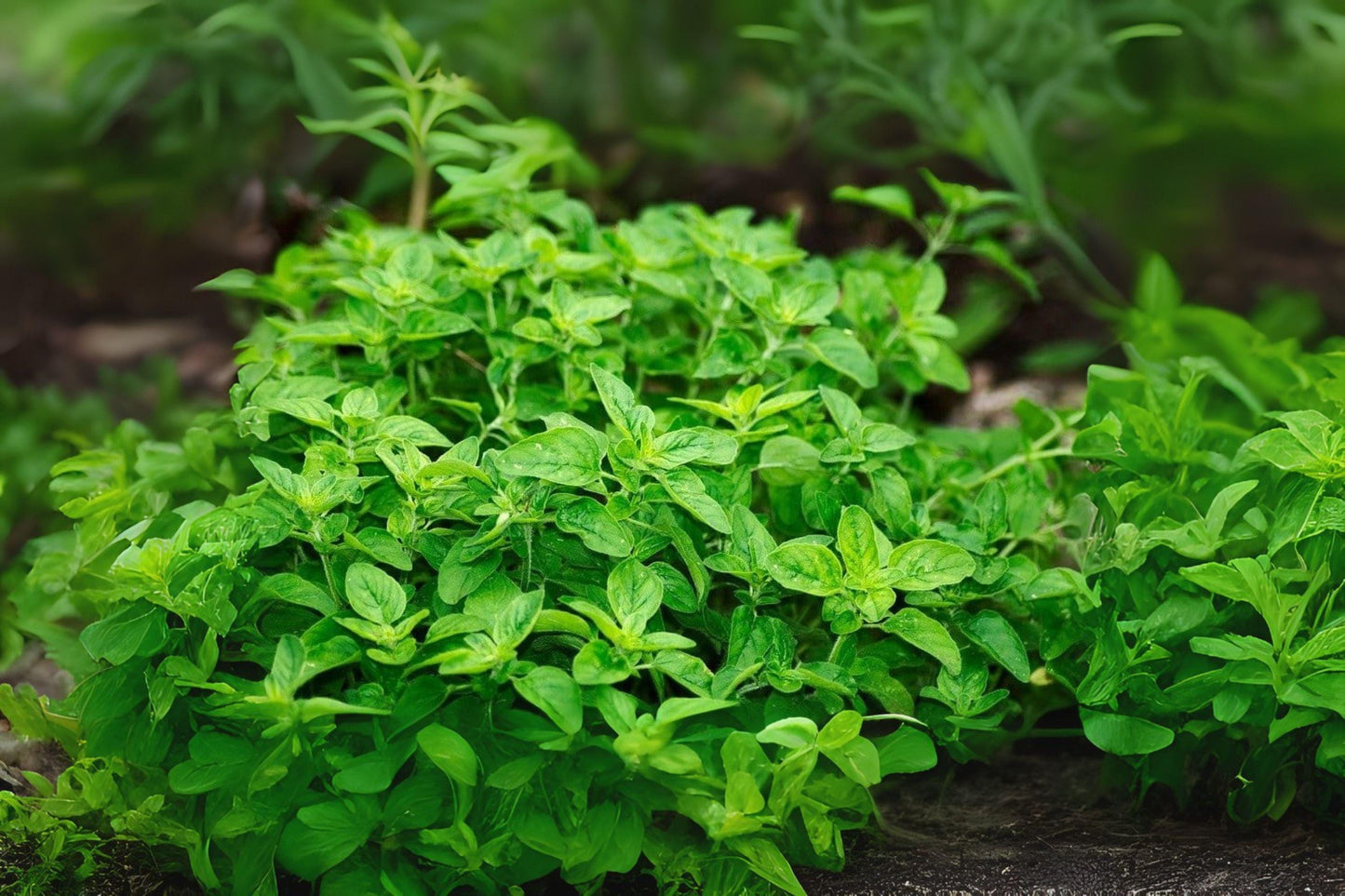 Italian Oregano Seeds: Heirloom Culinary Herb for Mediterranean Cuisine