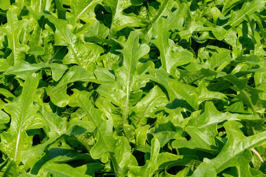 1000 Heirloom Italian Dandelion Seeds - Catalogna Emerald Endive (Cichorium intybus) - Slow-Bolting Chicory