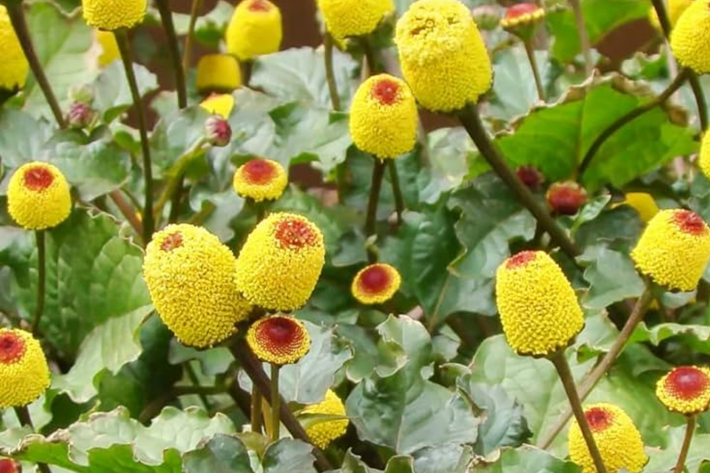 100 Paracress Seeds - Medicinal Herb - Toothache Plant (Spilanthes oleracea) - Buzz Buttons