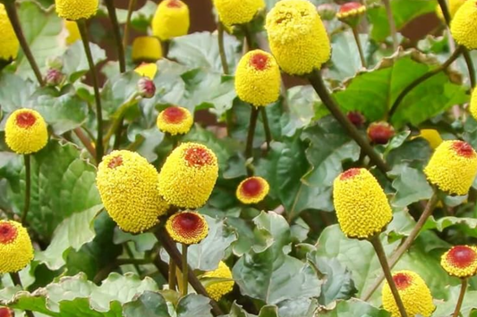 100 Paracress Seeds - Medicinal Herb - Toothache Plant (Spilanthes oleracea) - Buzz Buttons