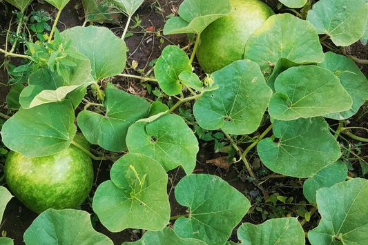 15 Giant Bushel Gourd Seeds - Up to 100 lbs! - Non-GMO Heirloom - Basket & Craft Gourd - US Seller