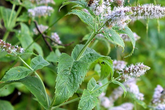 2000 Peppermint Seeds - Mentha Piperita - Non-GMO Heirloom Mint for Tea, Culinary & Medicinal Use - Fast-Growing Herb for Gardens