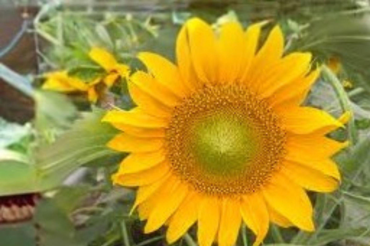 1 g Sunspot Sunflower Seeds – Dwarf Giant Bloom Sunflower for Pots and ...