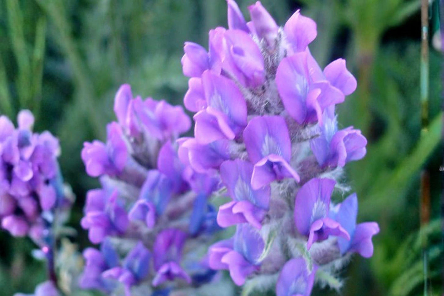 25 Showy Locoweed Seeds – Oxytropis lambertii – Native Wildflower – Drought Tolerant – Purple Prairie Flower