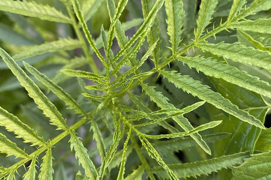 300 Huacatay Seeds (Black Mint) - Peruvian Culinary & Medicinal Herb - Tagetes Minuta - Strong Flavor - Organic and Fresh