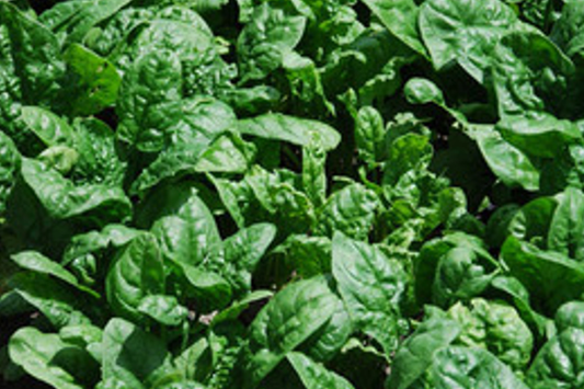 500 Giant Noble Spinach Seeds | Non-GMO Heirloom | Long-Standing Variety