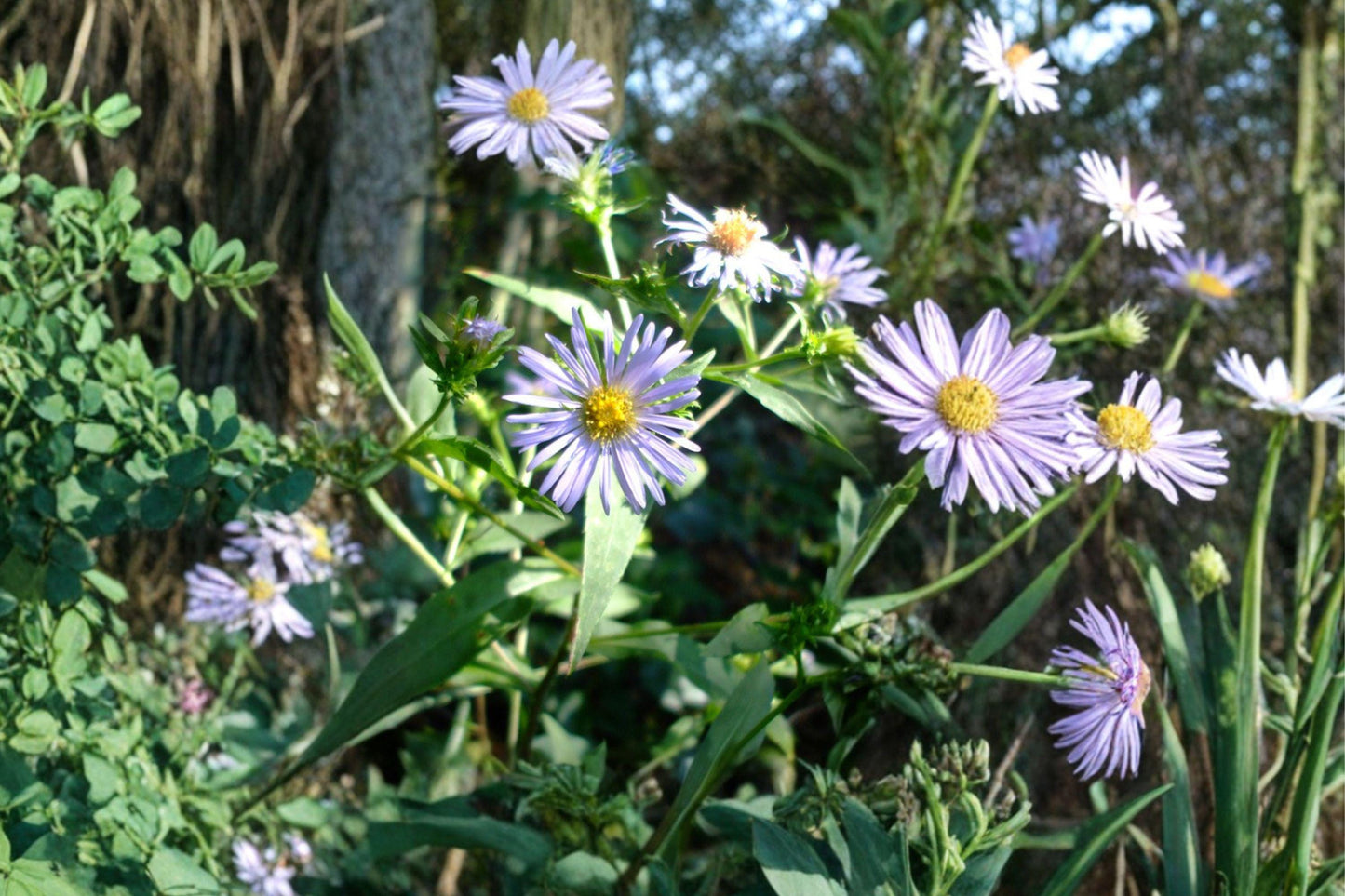 100 Shining Aster Seeds – Symphyotrichum firmum – Native Pollinator Flower