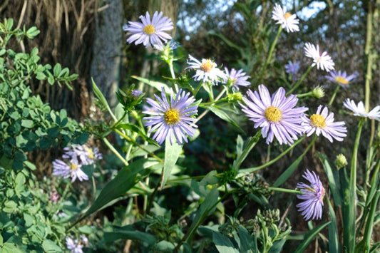 100 Shining Aster Seeds – Symphyotrichum firmum – Native Pollinator Flower