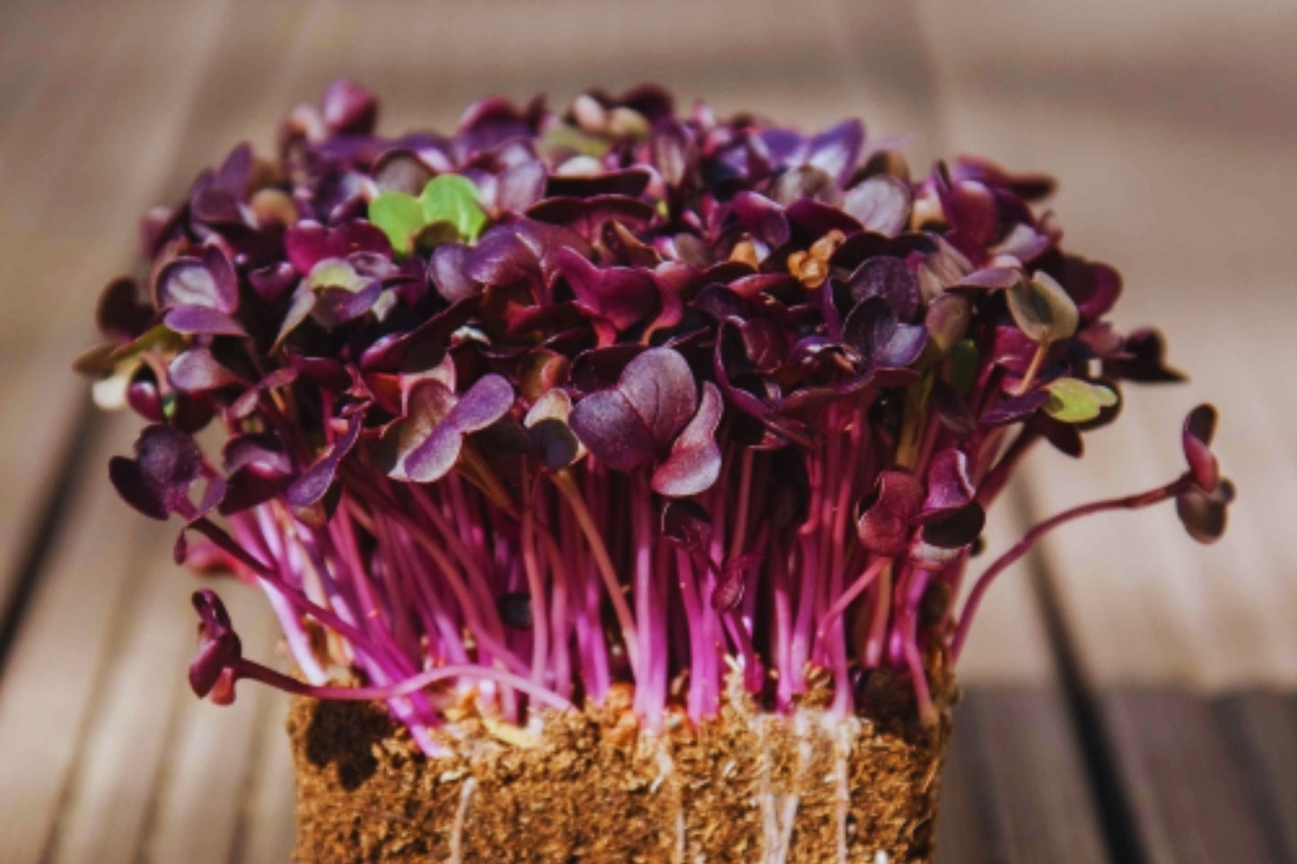 Bulk Radish Microgreen Seeds | Non-GMO Heirloom Sprouting Seeds for Micro Greens | Raphanus sativus