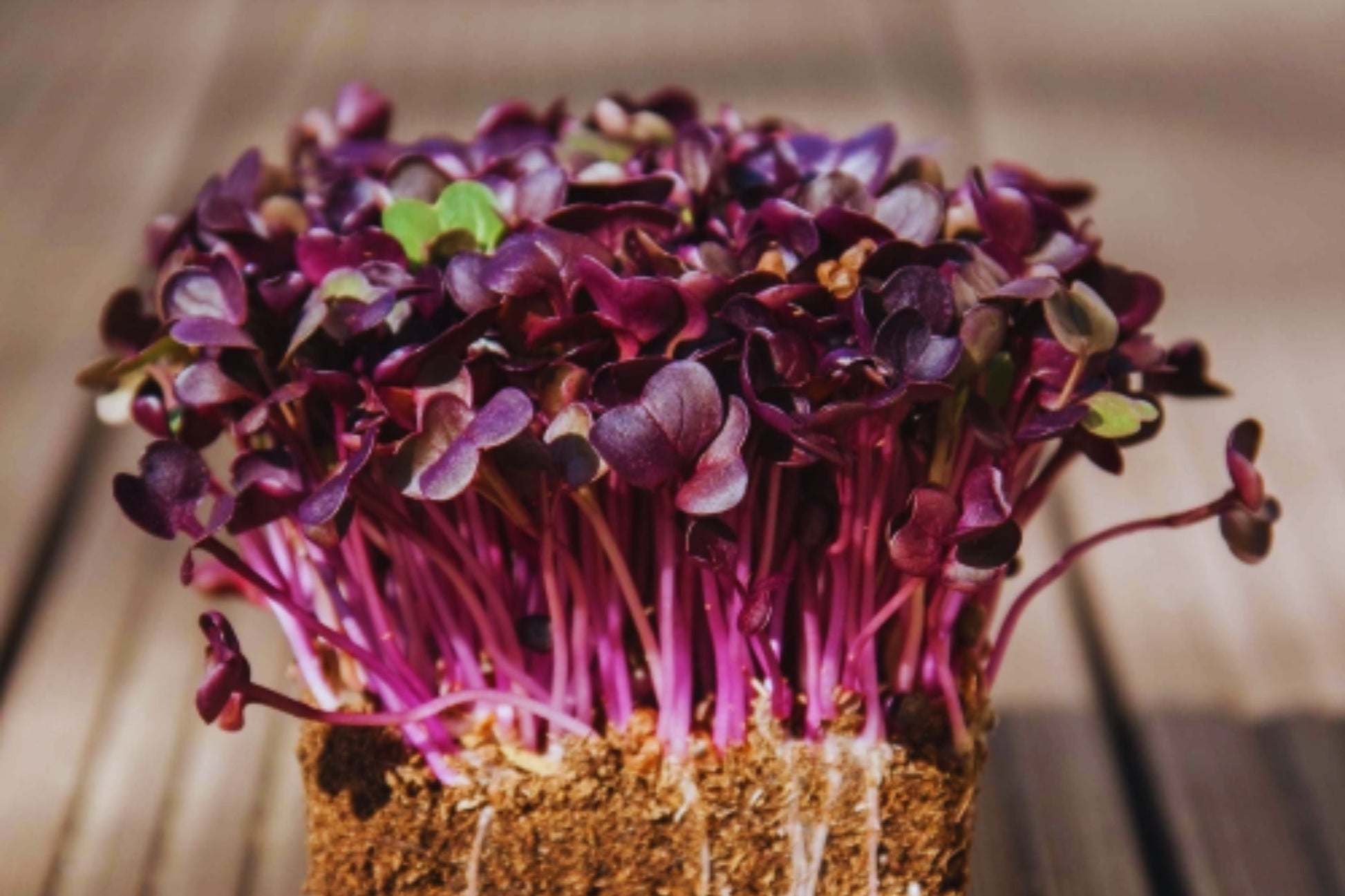 Bulk Radish Microgreen Seeds | Non-GMO Heirloom Sprouting Seeds for Micro Greens | Raphanus sativus