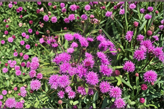 100 New York Ironweed Seeds – Vernonia noveboracensis – Native Wildflower – Pollinator Plant – Purple Blooms