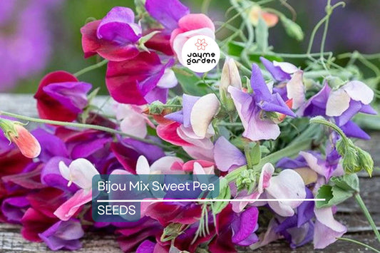 Bijou Mix Sweet Pea Seeds | Non-GMO | Fragrant Multicolor Blooms | 10-18 Inches Tall | USDA Zones 1-10 | Free Shipping