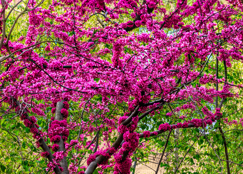 Eastern Redbud 1 Live Tree – Cercis canadensis – 3 Gallon Pot