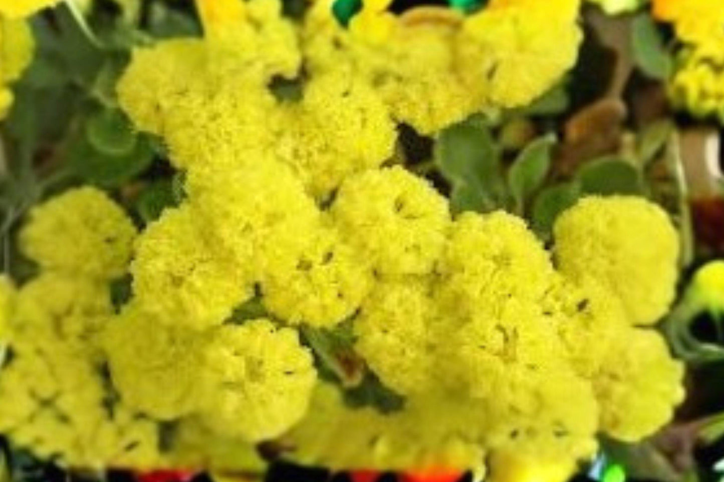 100 Seeds Eriogonum umbellatum — Sulfurflower Buckwheat, Drought-Tolerant Native Perennial for Dry Gardens