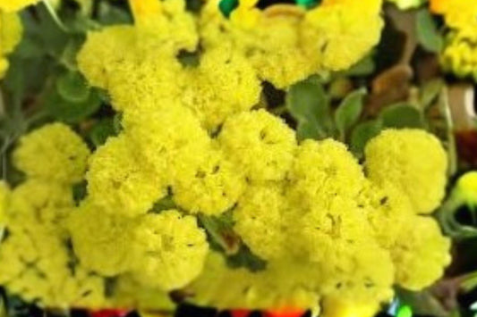 100 Seeds Eriogonum umbellatum — Sulfurflower Buckwheat, Drought-Tolerant Native Perennial for Dry Gardens