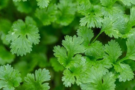 500 Fresh Cilantro Coriander Seeds NON-GMO | Heirloom Herb for Cooking | Easy to Grow | USA Seller