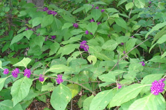 10 Organic Japanese Beautyberry Cuttings | 5-7" Edible Unrooted Plant | Vibrant Purple Berries |