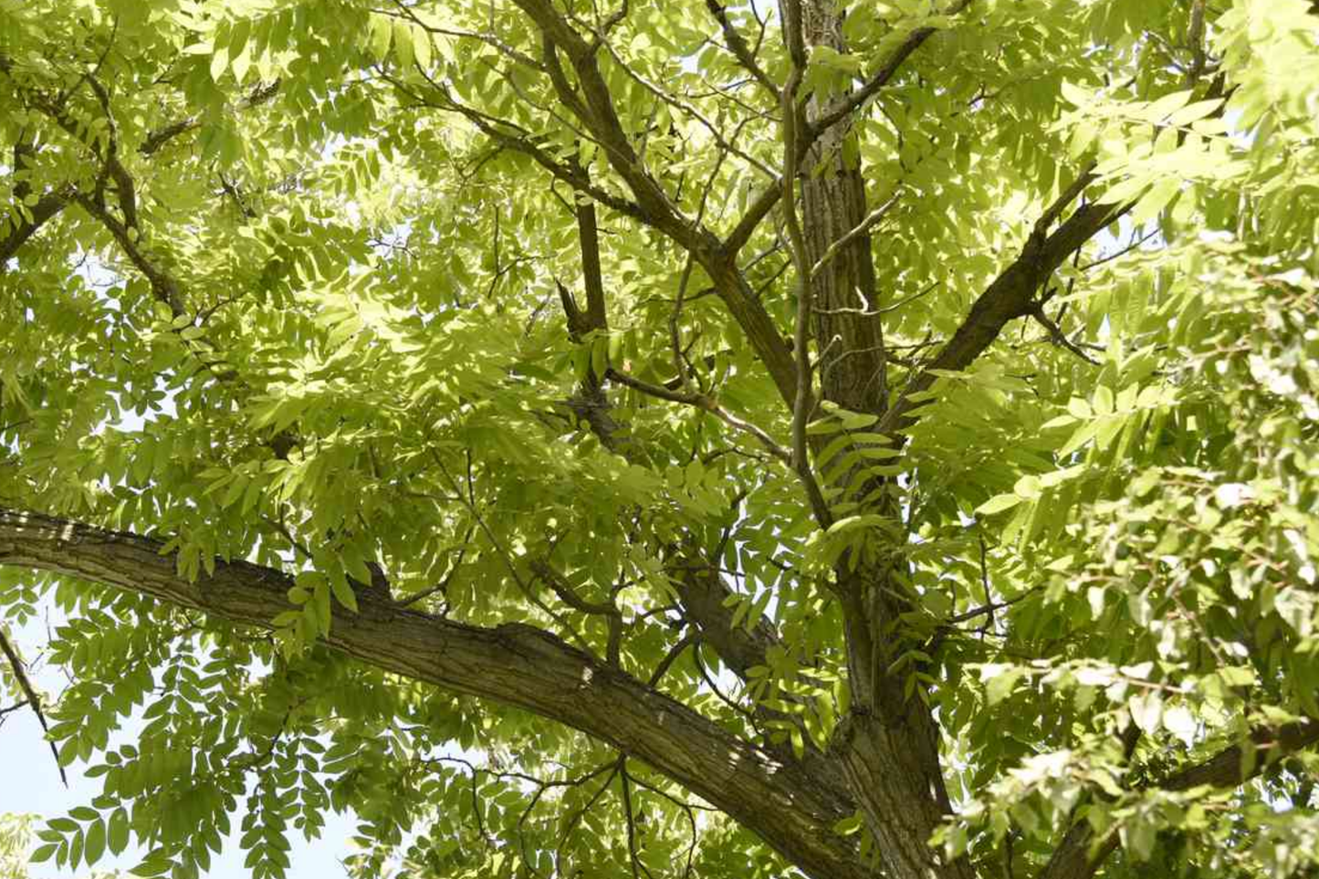 Butternut White Walnut Tree Seedlings - 2 Live Plants, Juglans cinerea, Fast-Growing Shade Tree, Hardy in USDA Zones 3-7