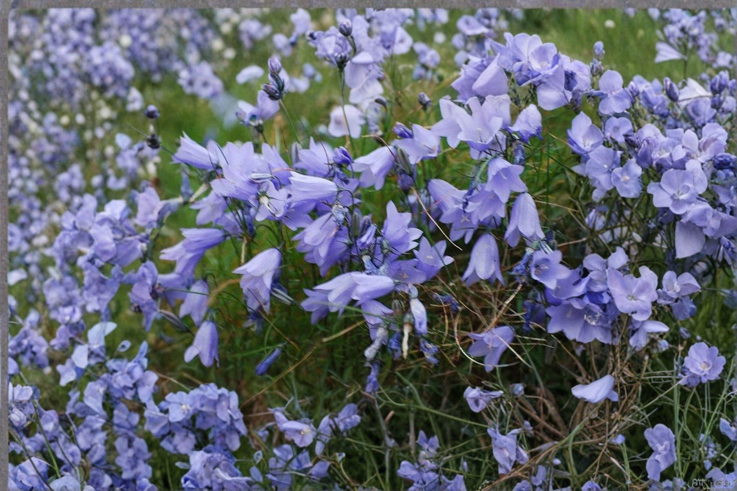 100 Seeds Campanula rotundifolia — Harebells, Delicate Native Perennial for Meadows & Rock Gardens