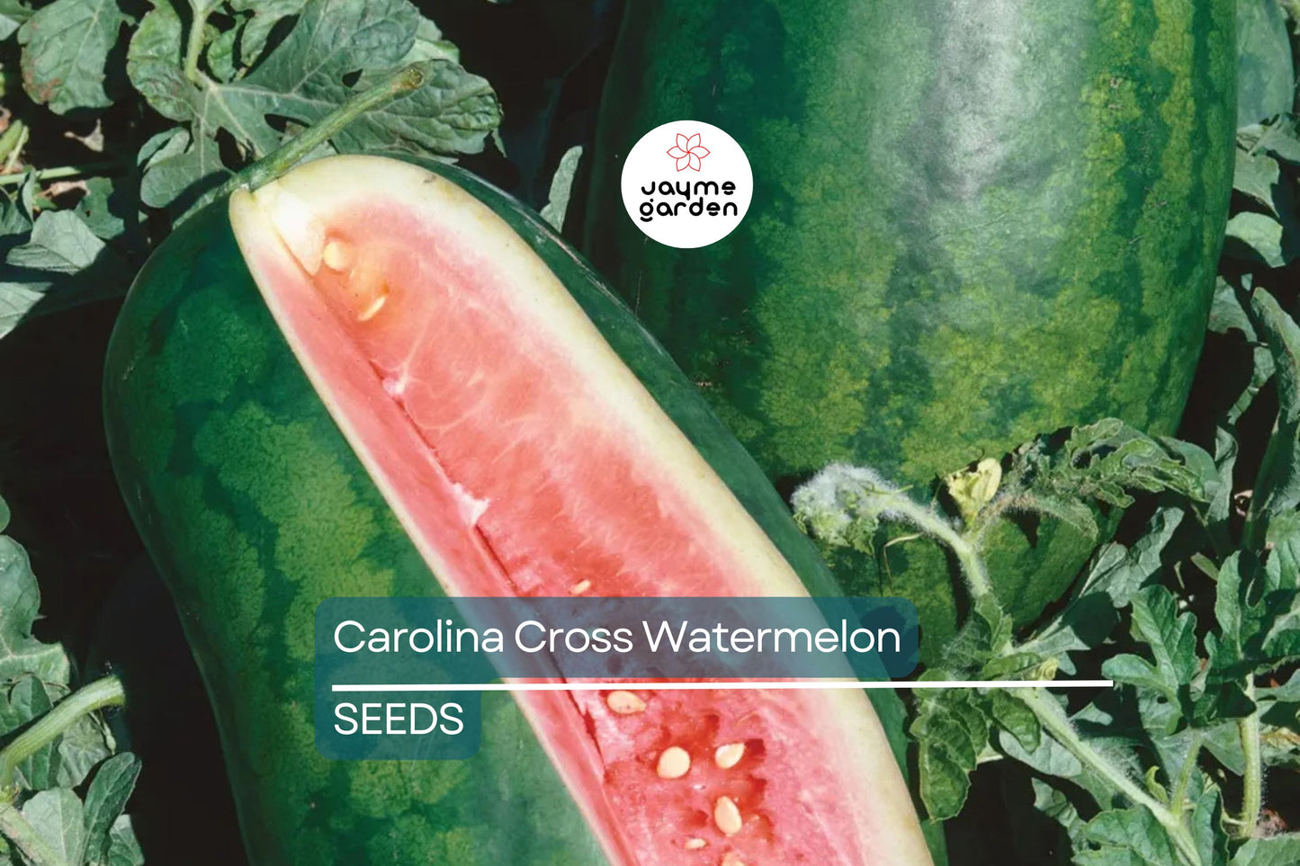 Carolina Cross Watermelon Seeds - 50+ Giant Melon Seeds - USA Grown -  - Prize-Winning Variety - Sweet Juicy Fruit - Home Garden