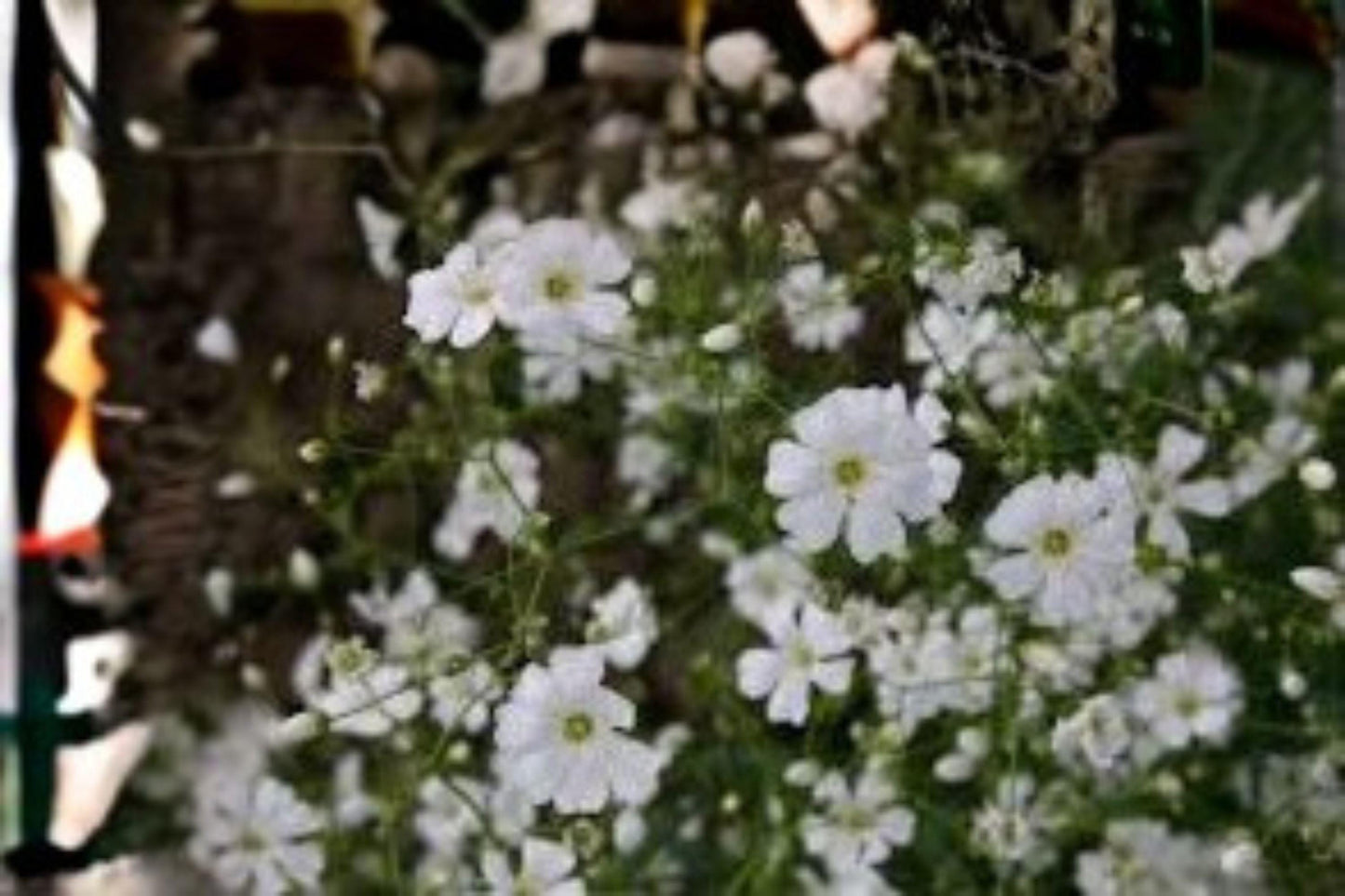 300 mg Baby’s Breath Seeds (Gypsophila elegans ‘Covent Garden White’) – Delicate White Blooms for Gardens & Bouquets