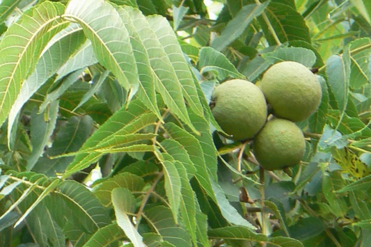 2 Black Walnut Trees 3-4' Tall | Bare Root Seedlings | Hardy Tree for USDA Zones 4-9