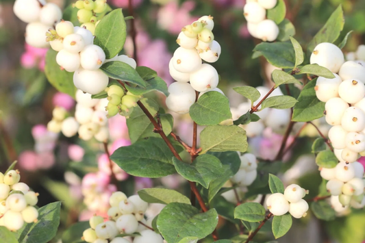 Snowberry Symphoricarpos Albus | 12-24" Tall Bare Root Plants | White Berries | Hardy Shrub for Wildlife | USDA Zones 3-7