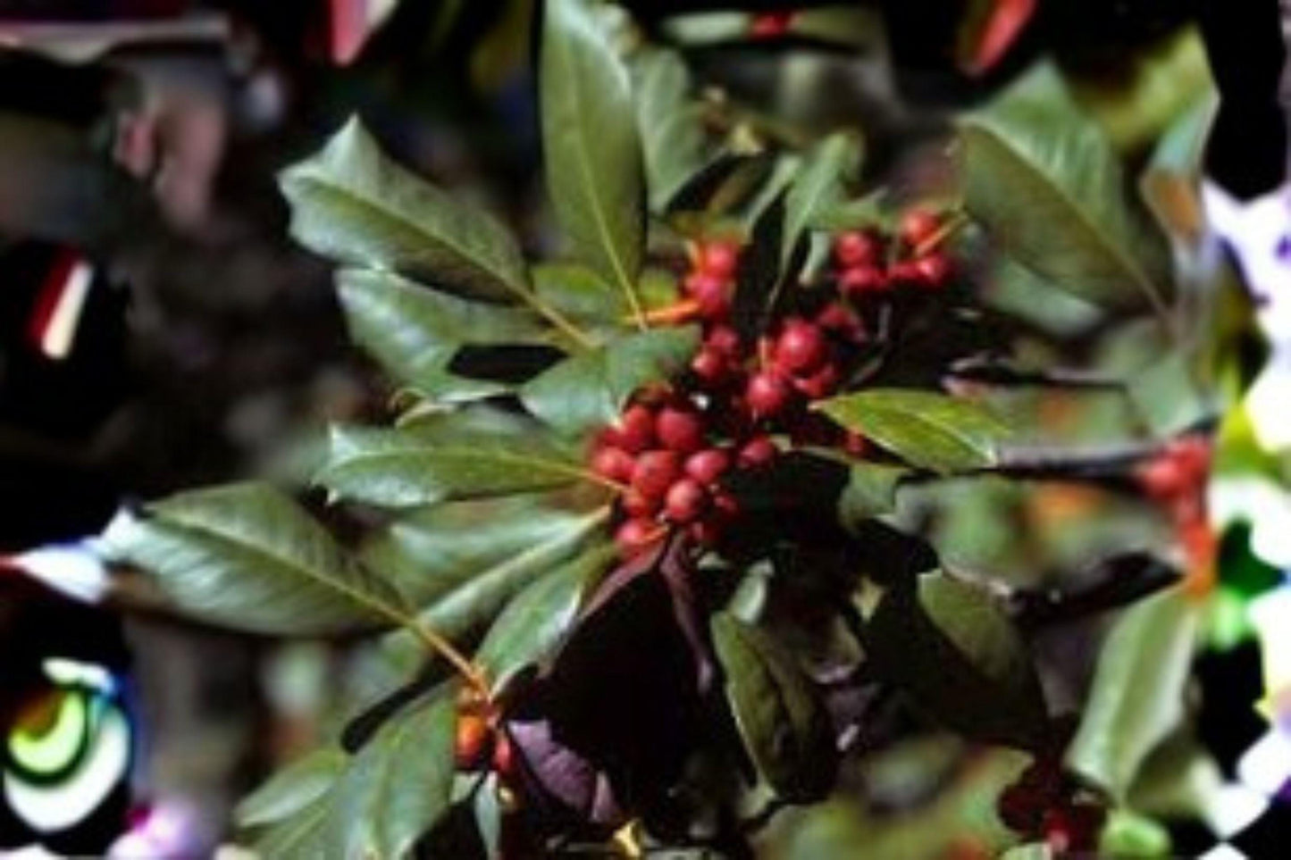 500 mg Seeds | Ilex opaca American Holly | Native Evergreen Tree | Red Berry Holly Plant